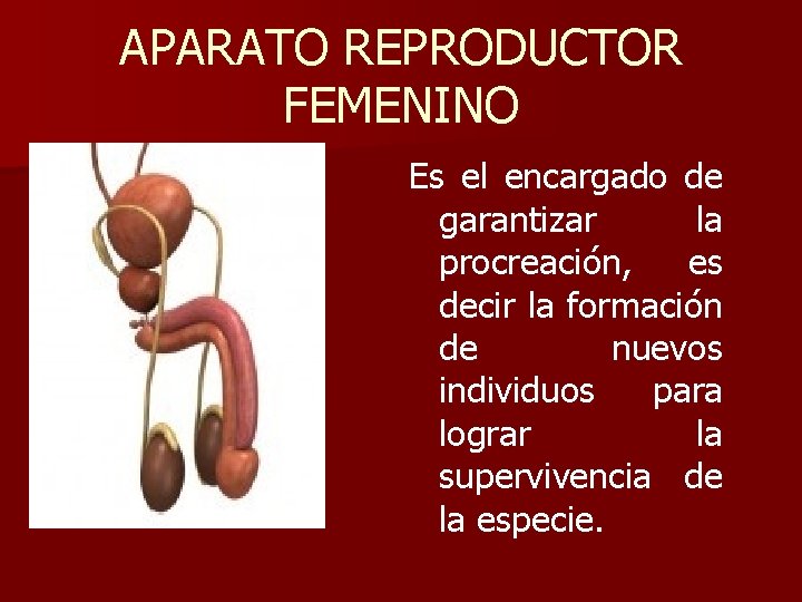 APARATO REPRODUCTOR FEMENINO Es el encargado de garantizar la procreación, es decir la formación