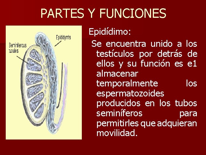 PARTES Y FUNCIONES Epidídimo: Se encuentra unido a los testículos por detrás de ellos