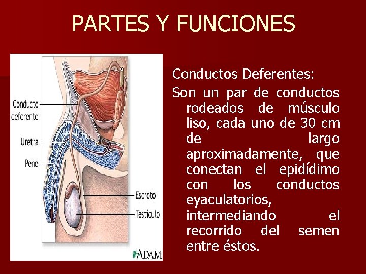 PARTES Y FUNCIONES Conductos Deferentes: Son un par de conductos rodeados de músculo liso,