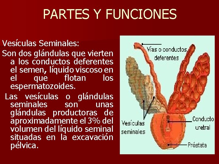 PARTES Y FUNCIONES Vesículas Seminales: Son dos glándulas que vierten a los conductos deferentes