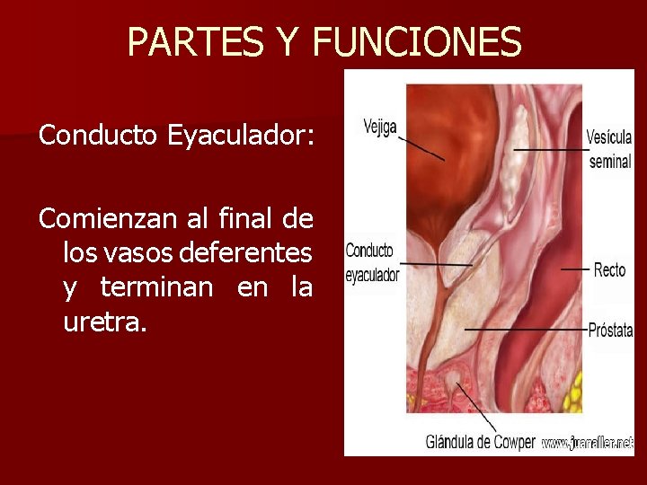 PARTES Y FUNCIONES Conducto Eyaculador: Comienzan al final de los vasos deferentes y terminan