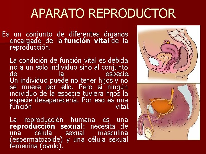 APARATO REPRODUCTOR Es un conjunto de diferentes órganos encargado de la función vital de