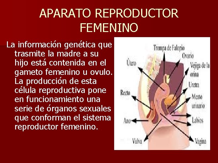 APARATO REPRODUCTOR FEMENINO La información genética que trasmite la madre a su hijo está