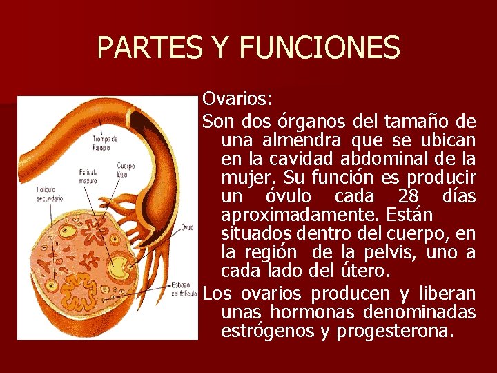 PARTES Y FUNCIONES Ovarios: Son dos órganos del tamaño de una almendra que se