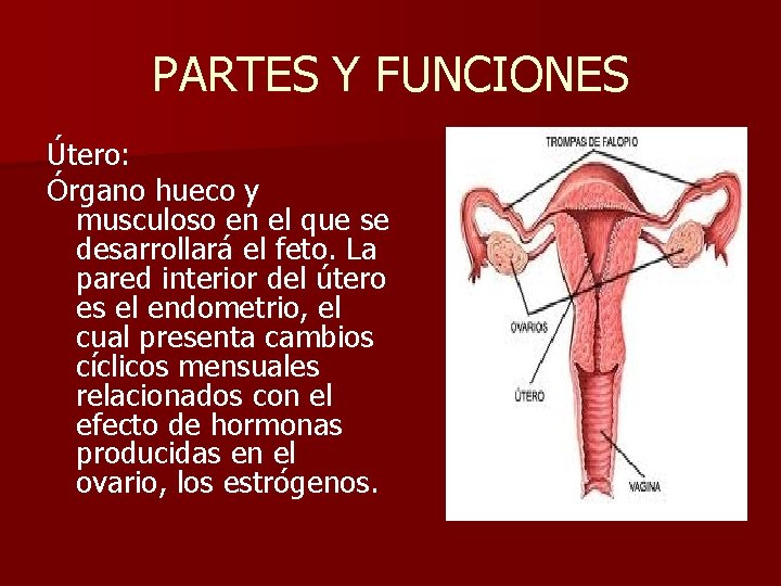 PARTES Y FUNCIONES Útero: Órgano hueco y musculoso en el que se desarrollará el