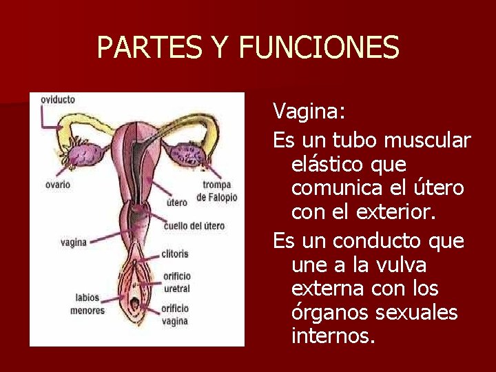 PARTES Y FUNCIONES Vagina: Es un tubo muscular elástico que comunica el útero con