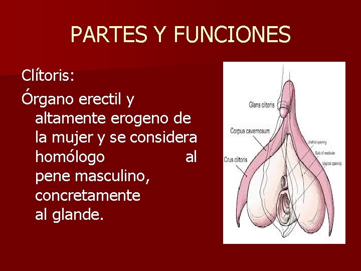 PARTES Y FUNCIONES Clítoris: Órgano erectil y altamente erogeno de la mujer y se