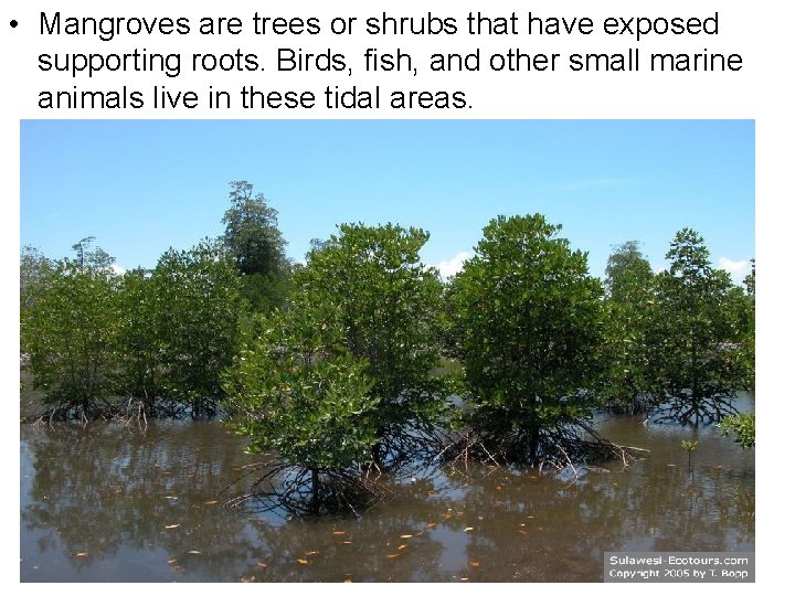  • Mangroves are trees or shrubs that have exposed supporting roots. Birds, fish,