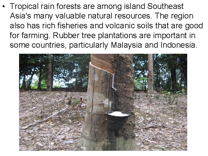  • Tropical rain forests are among island Southeast Asia's many valuable natural resources.