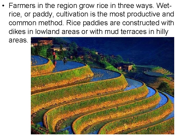  • Farmers in the region grow rice in three ways. Wetrice, or paddy,