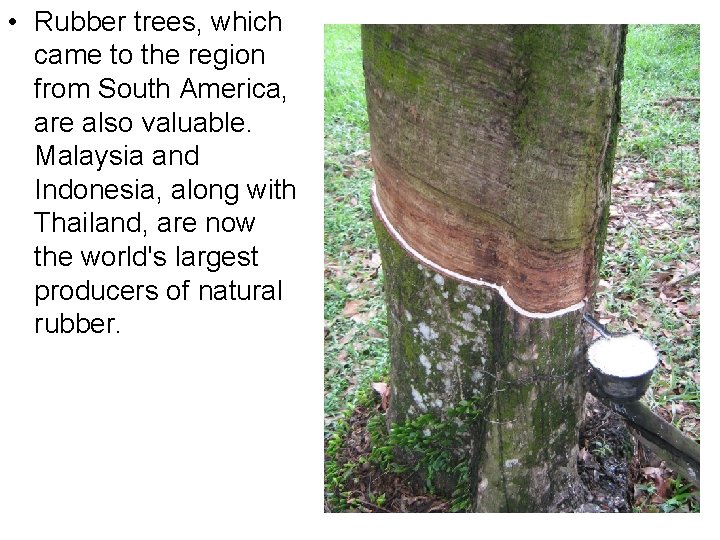  • Rubber trees, which came to the region from South America, are also