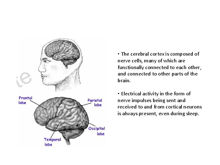  • The cerebral cortex is composed of nerve cells, many of which are