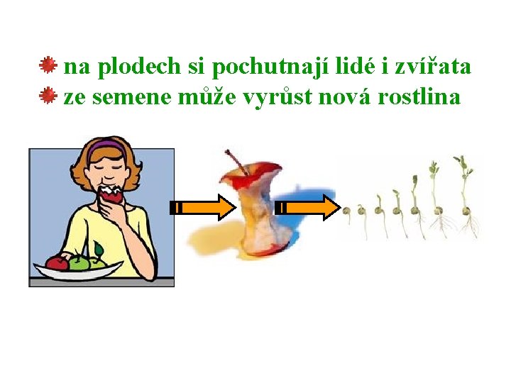 na plodech si pochutnají lidé i zvířata ze semene může vyrůst nová rostlina 