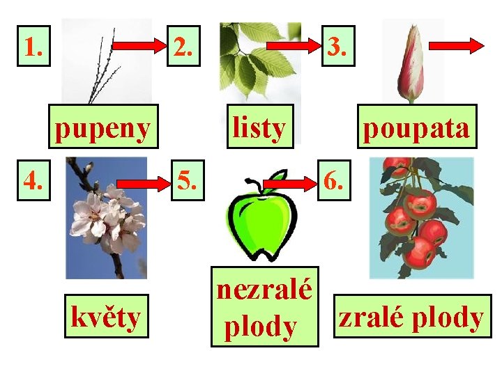 1. 2. pupeny 4. listy 5. květy 3. poupata 6. nezralé plody 