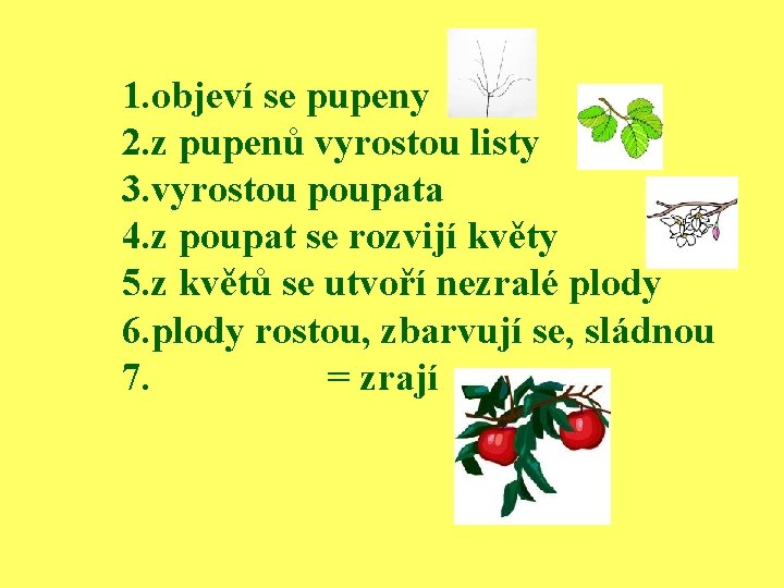 1. objeví se pupeny 2. z pupenů vyrostou listy 3. vyrostou poupata 4. z