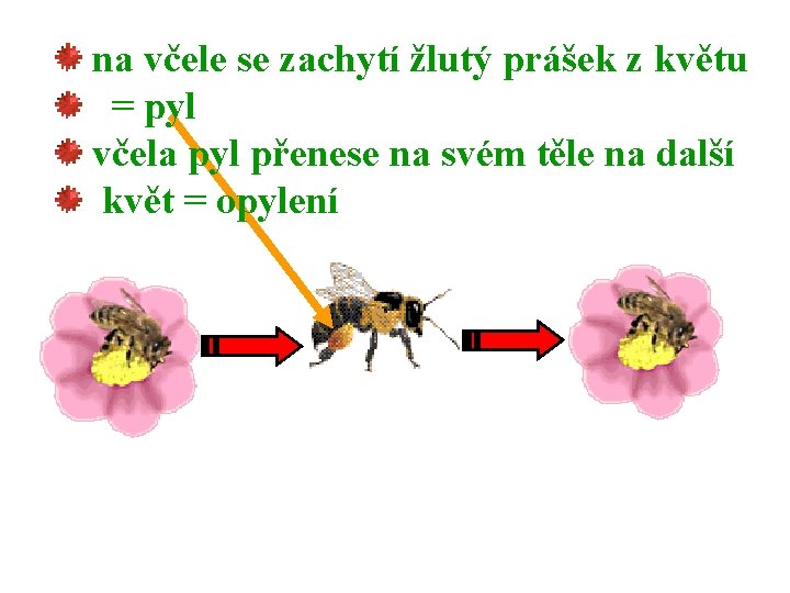 na včele se zachytí žlutý prášek z květu = pyl včela pyl přenese na