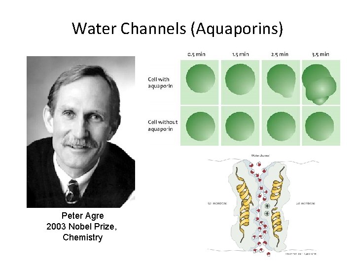 Water Channels (Aquaporins) Peter Agre 2003 Nobel Prize, Chemistry 