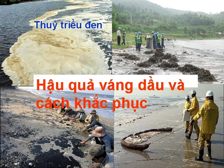 Thuỷ triều đen Hậu quả váng dầu và cách khắc phục 