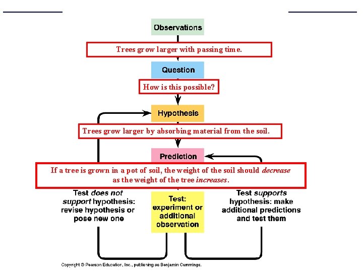 Figure 1. 19 Idealized version of the scientific method Trees grow larger with passing