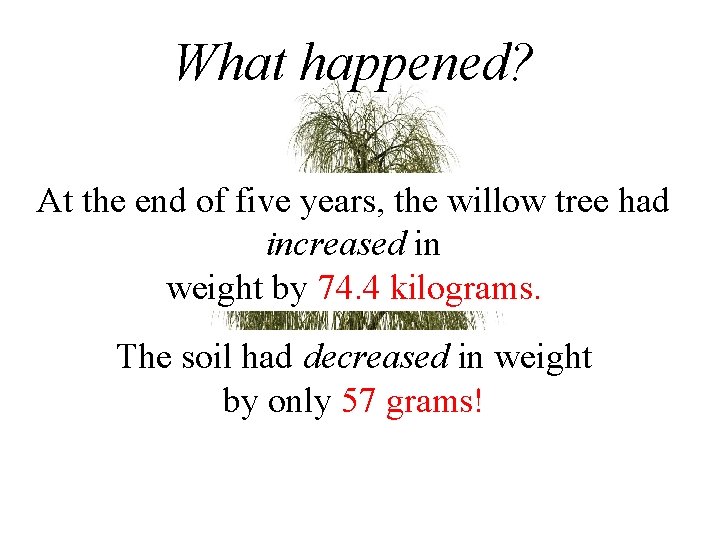 What happened? At the end of five years, the willow tree had increased in