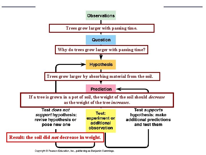Figure 1. 19 Idealized version of the scientific method Trees grow larger with passing
