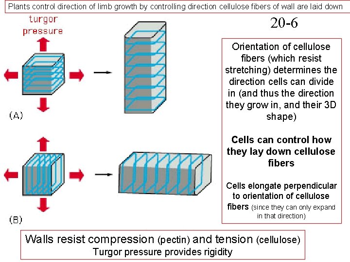 Plants control direction of limb growth by controlling direction cellulose fibers of wall are