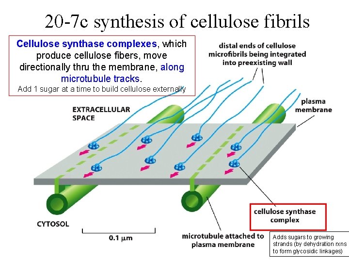 20 -7 c synthesis of cellulose fibrils Cellulose synthase complexes, which produce cellulose fibers,