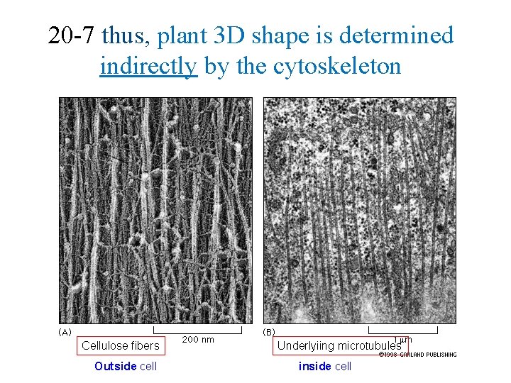 20 -7 thus, plant 3 D shape is determined indirectly by the cytoskeleton Cellulose