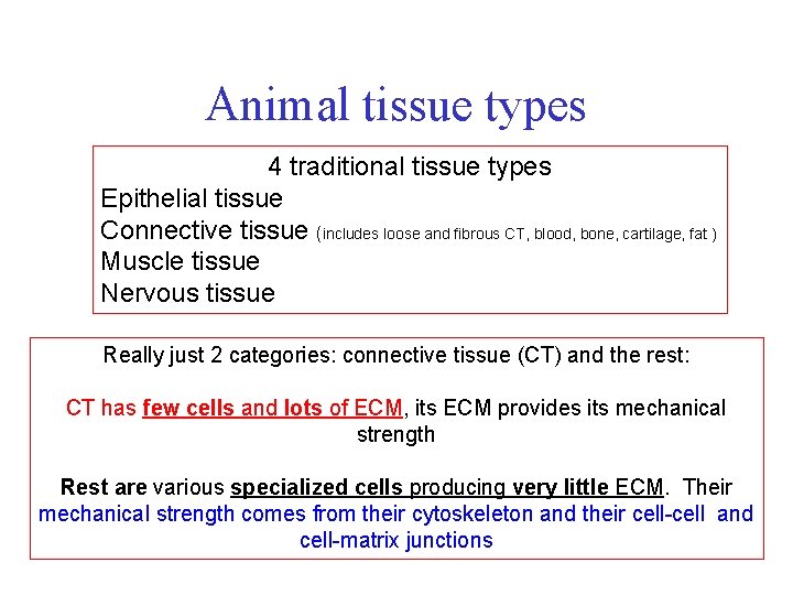 Animal tissue types 4 traditional tissue types Epithelial tissue Connective tissue (includes loose and