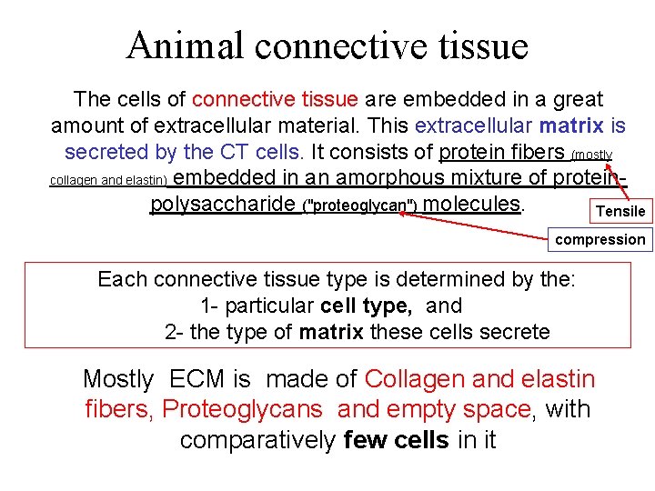 Animal connective tissue The cells of connective tissue are embedded in a great amount