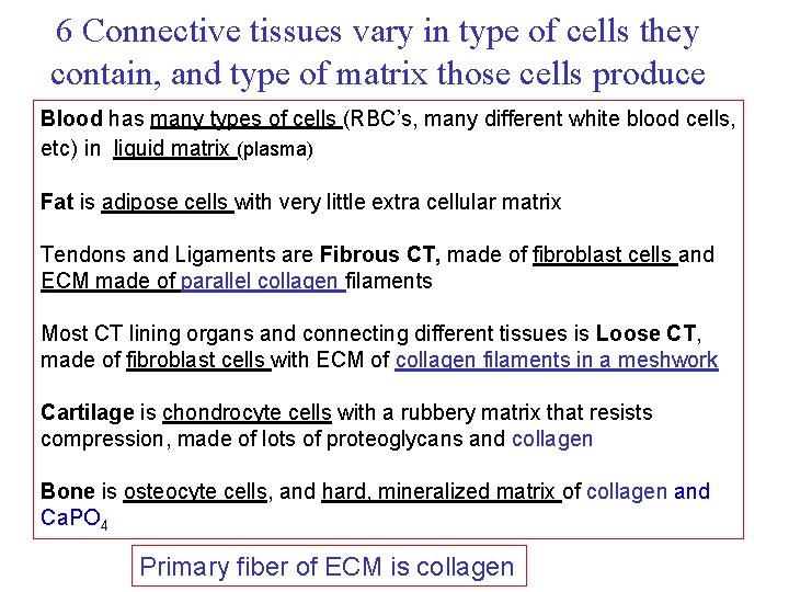 6 Connective tissues vary in type of cells they contain, and type of matrix