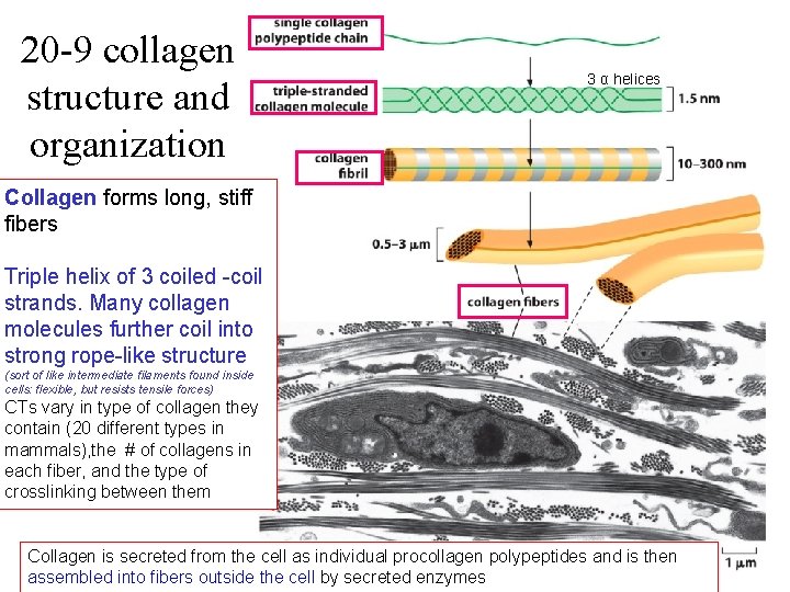 20 -9 collagen structure and organization 3 α helices Collagen forms long, stiff fibers