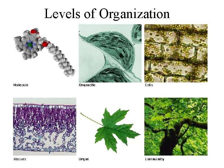 Levels of Organization 