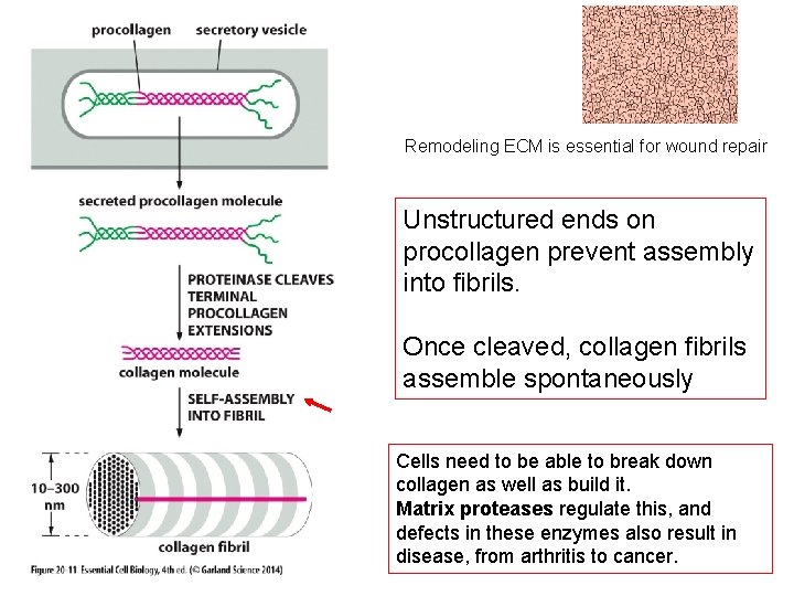 Remodeling ECM is essential for wound repair Unstructured ends on procollagen prevent assembly into