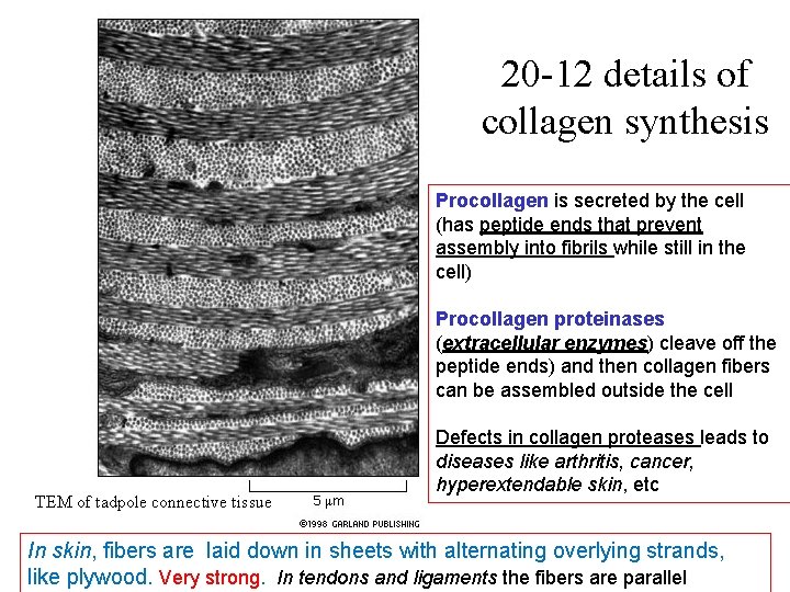 20 -12 details of collagen synthesis Procollagen is secreted by the cell (has peptide