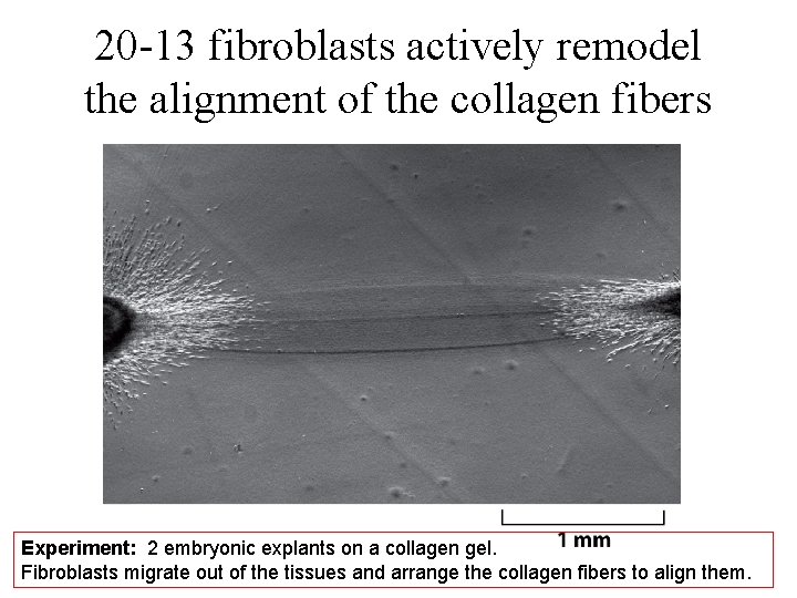 20 -13 fibroblasts actively remodel the alignment of the collagen fibers Experiment: 2 embryonic