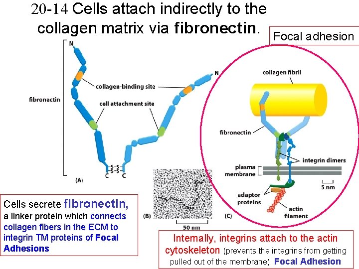 20 -14 Cells attach indirectly to the collagen matrix via fibronectin. Focal adhesion Cells