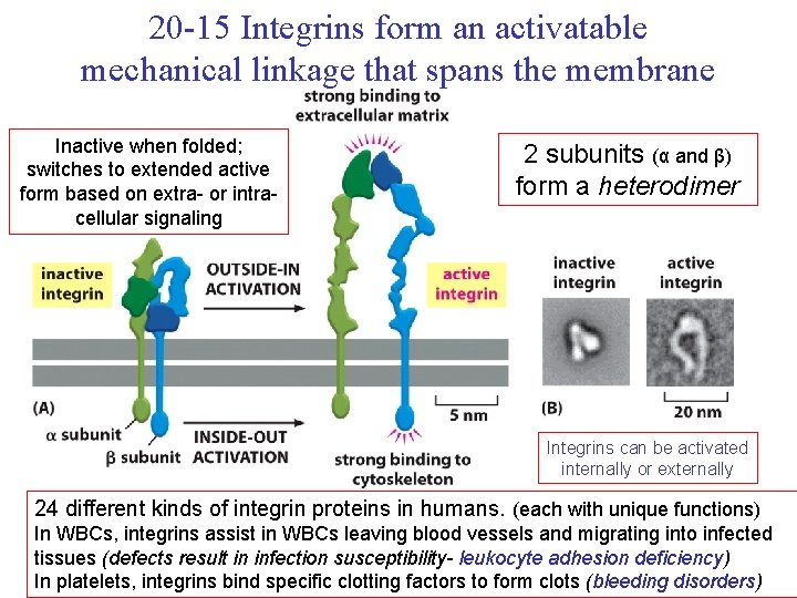 20 -15 Integrins form an activatable mechanical linkage that spans the membrane Inactive when