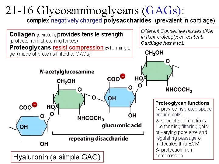 21 -16 Glycosaminoglycans (GAGs): complex negatively charged polysaccharides (prevalent in cartilage) Collagen (a protein)