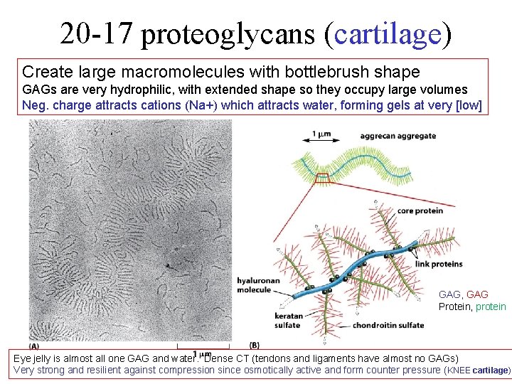 20 -17 proteoglycans (cartilage) Create large macromolecules with bottlebrush shape GAGs are very hydrophilic,