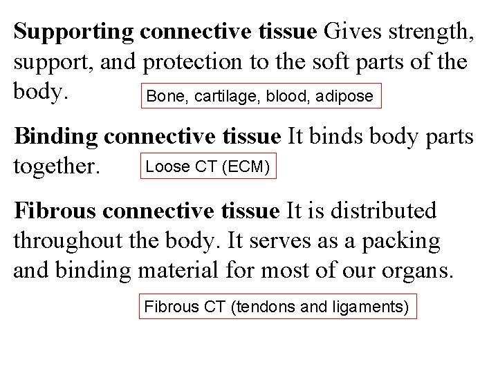 Supporting connective tissue Gives strength, support, and protection to the soft parts of the