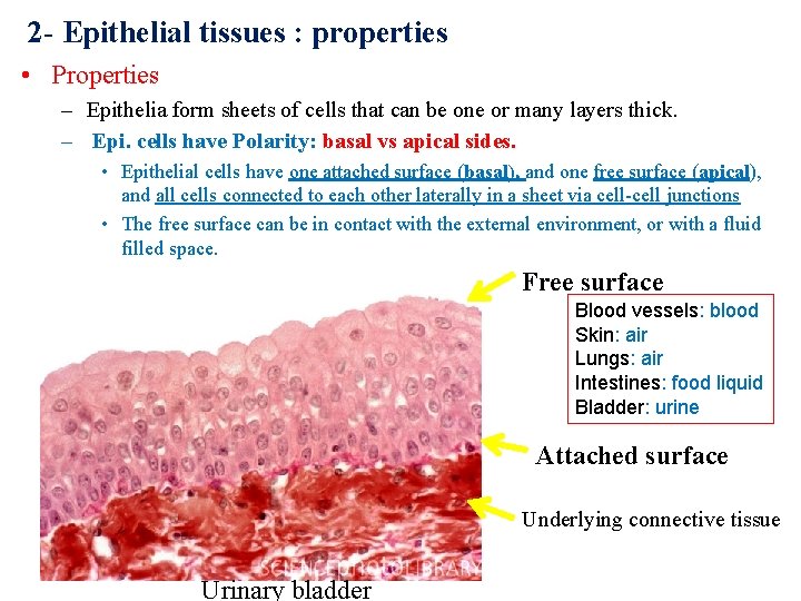 2 - Epithelial tissues : properties • Properties – Epithelia form sheets of cells