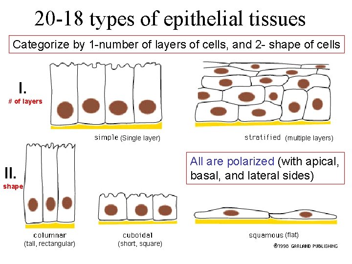 20 -18 types of epithelial tissues Categorize by 1 -number of layers of cells,