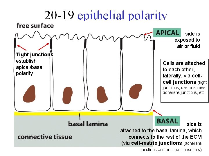 20 -19 epithelial polarity side is exposed to air or fluid Tight junctions establish
