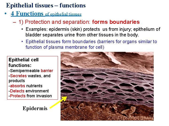 Epithelial tissues – functions • 4 Functions of epithelial tissues – 1) Protection and