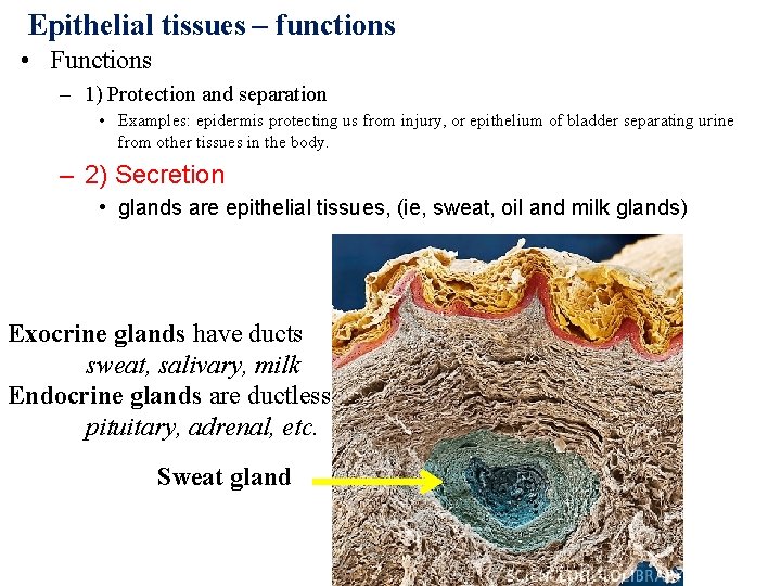 Epithelial tissues – functions • Functions – 1) Protection and separation • Examples: epidermis