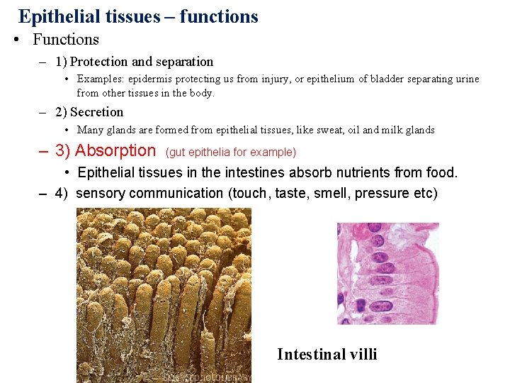 Epithelial tissues – functions • Functions – 1) Protection and separation • Examples: epidermis