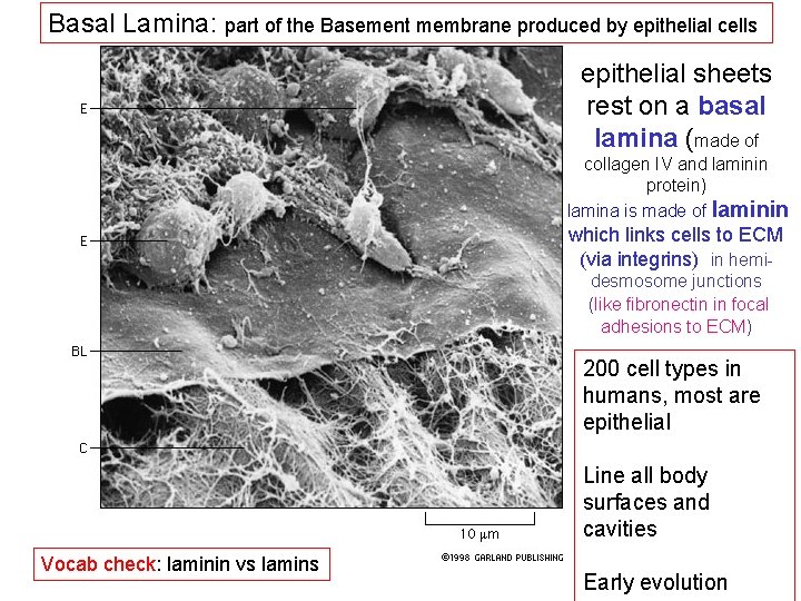 Basal Lamina: part of the Basement membrane produced by epithelial cells epithelial sheets rest