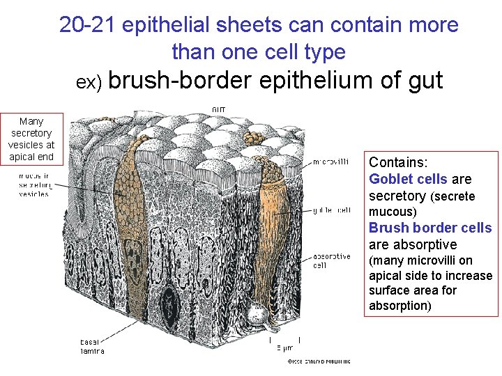 20 -21 epithelial sheets can contain more than one cell type ex) brush-border Many