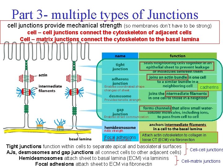 Part 3 - multiple types of Junctions cell junctions provide mechanical strength (so membranes